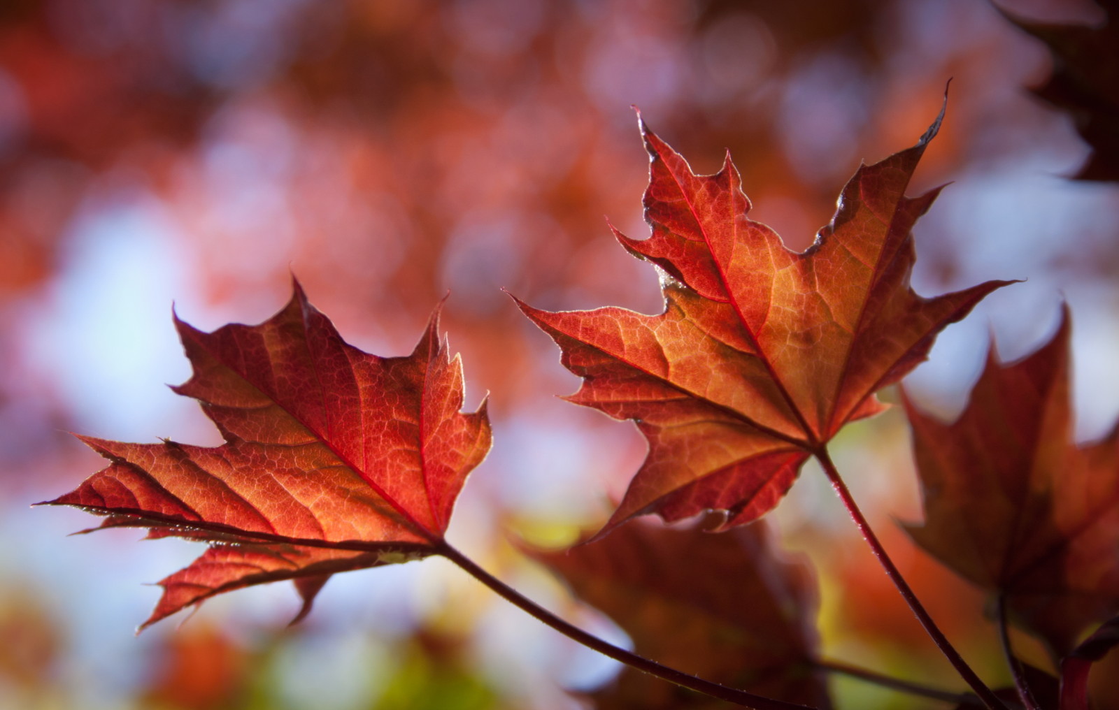 herfst, bladeren, esdoorn-