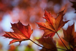 l'automne, feuilles, érable