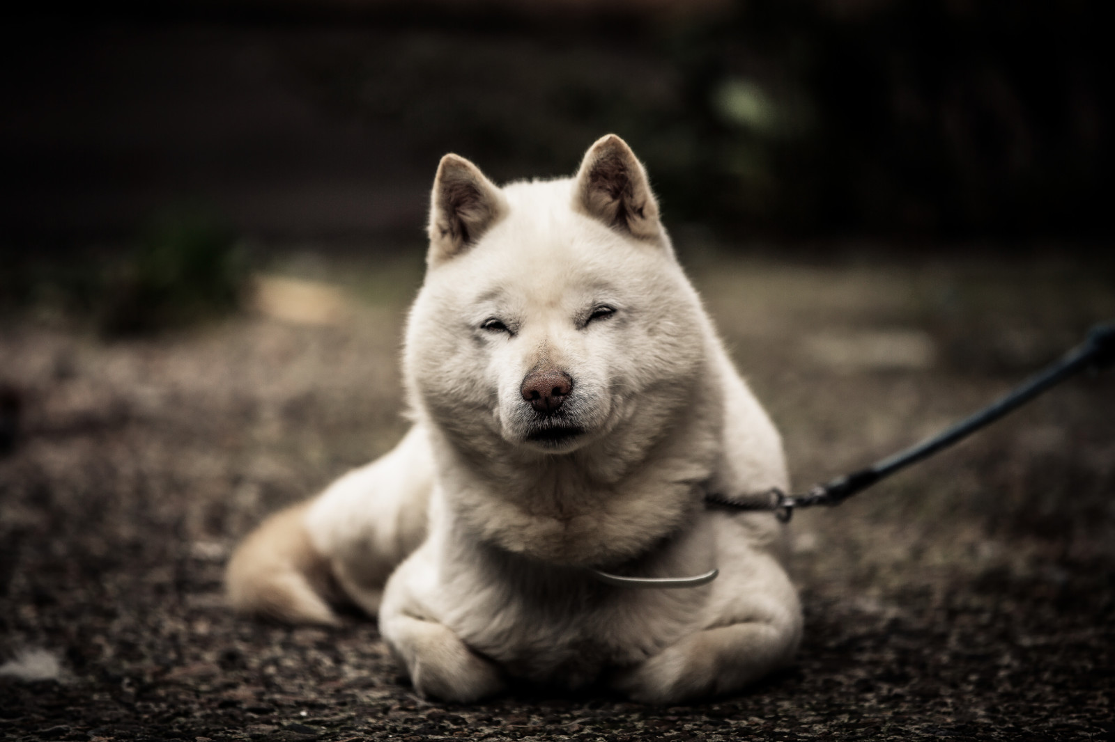 Guarda, cane, ogni