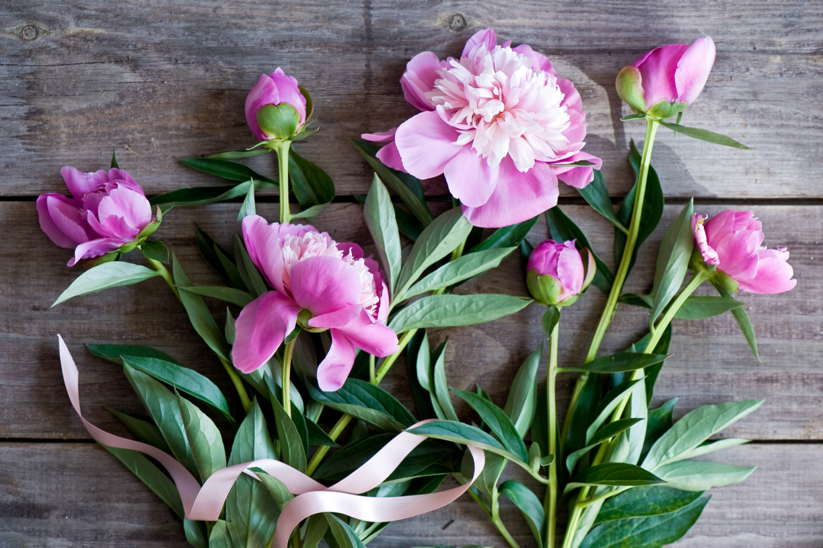 peonies, rügyek, fonat