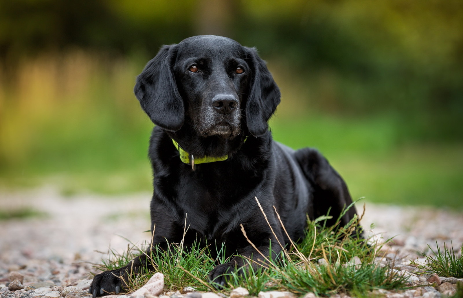 kijken, hond, elk