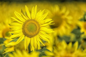 background, nature, sunflower