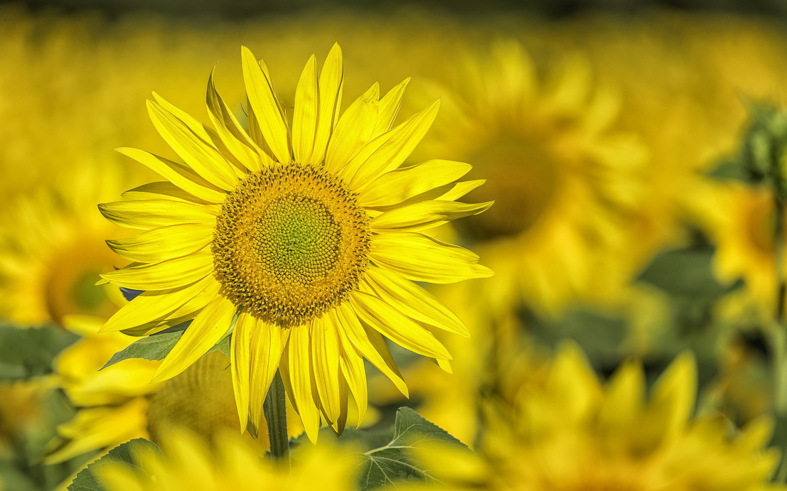 natuur, achtergrond, zonnebloem