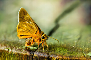 fundo, BORBOLETA, musgo, amarelo