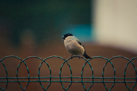 background, bird, bullfinch, wire