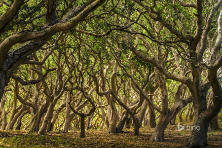 galhos, floresta, arvoredos, árvores