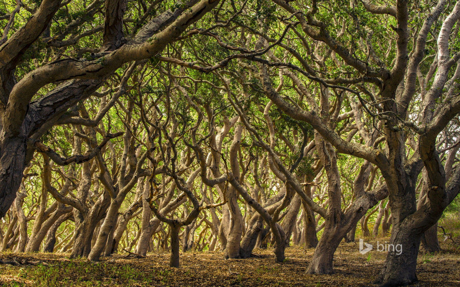 forêt, branches, des arbres, fourrés