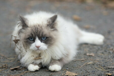 sfondo, gatto, Guarda