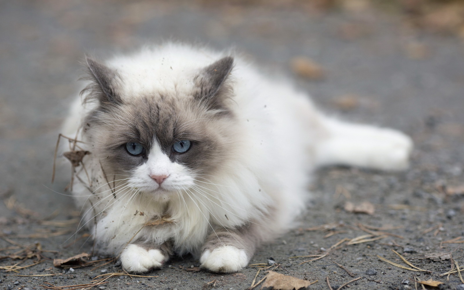 look, background, cat