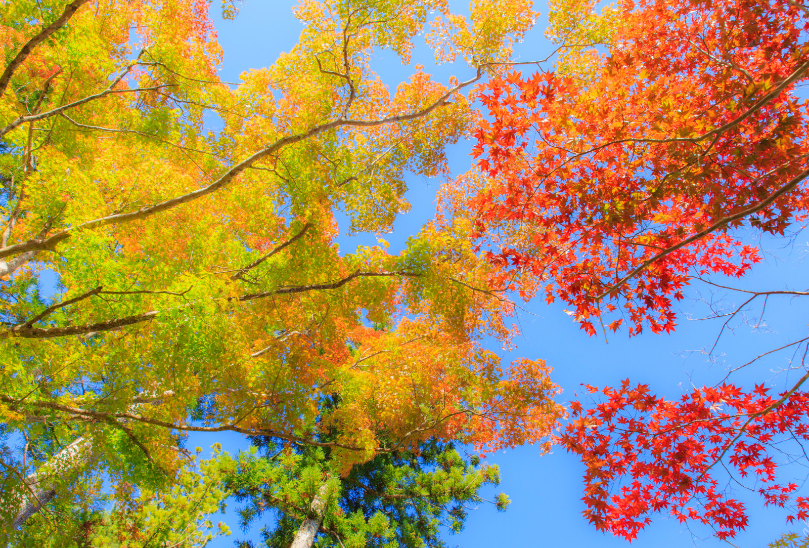 otoño, el cielo, arboles, hojas, El carmesí