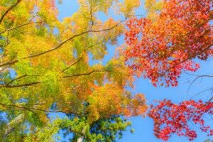 autumn, leaves, The crimson, the sky, trees