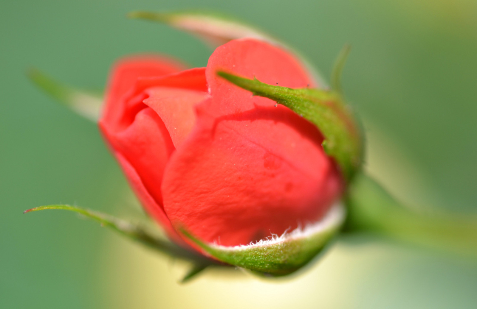 rose, leaves, flower, petals, Bud, stem