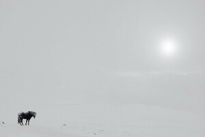 campo, nebbia, cavallo