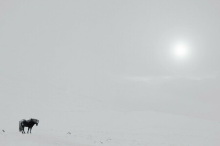 champ, brouillard, cheval