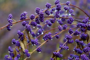 herfst, bessen, natuur