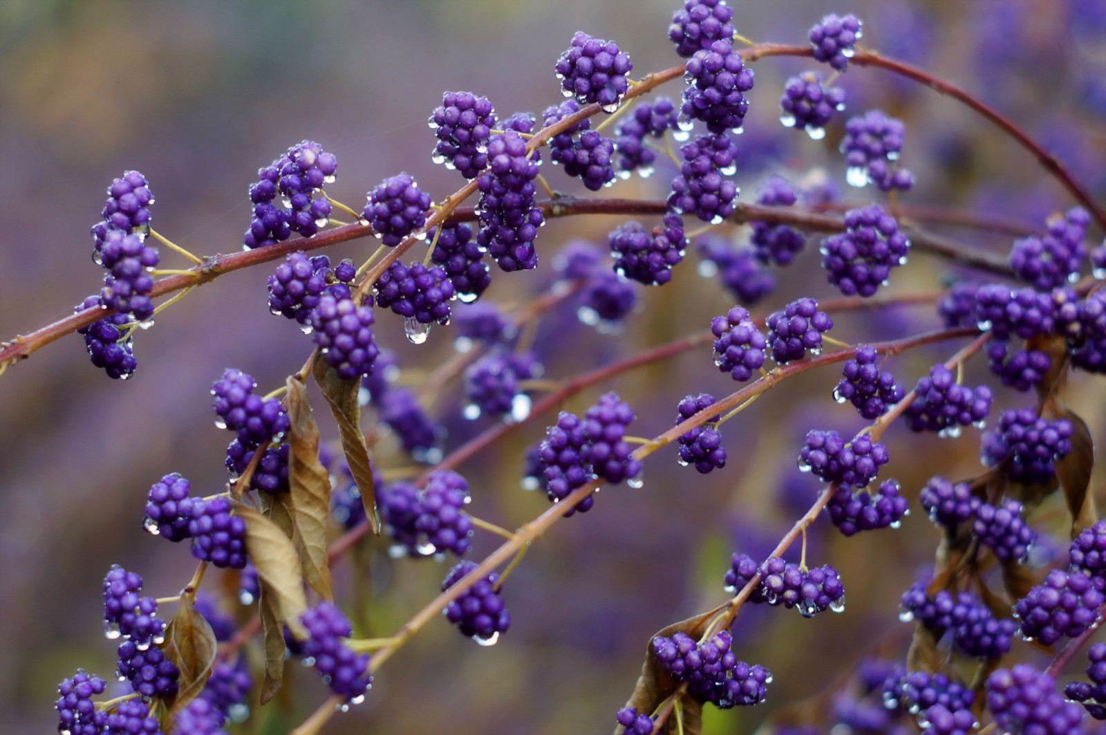 herfst, natuur, bessen