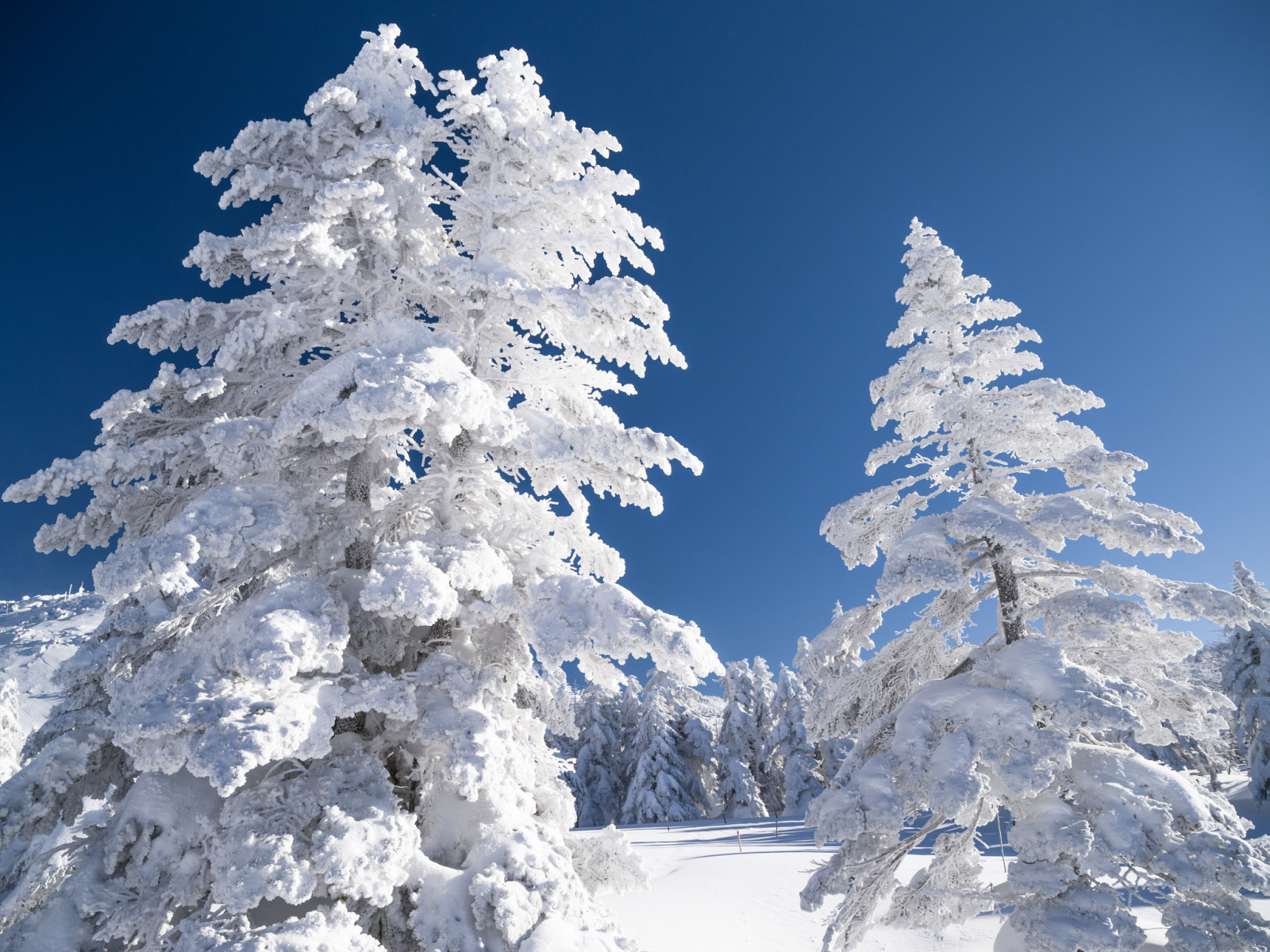 Schnee, der Himmel, Winter, Landschaft, Bäume