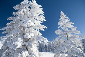 paesaggio, neve, il cielo, alberi, inverno