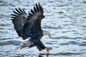 Attack, bald eagle, bird of prey, fishing, flight, wings