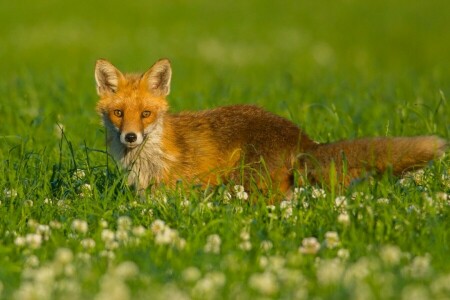 Kleeblatt, Blumen, Fuchs, Gras, aussehen, Wiese, rot