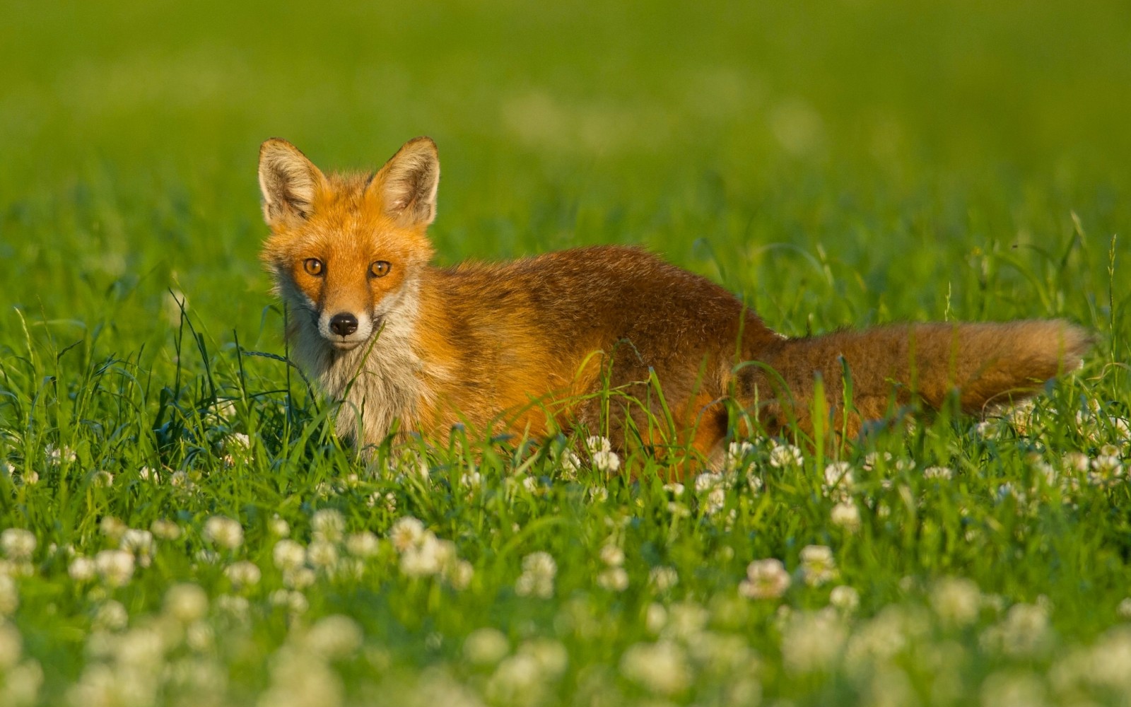 grass, look, red, flowers, Fox, meadow, clover