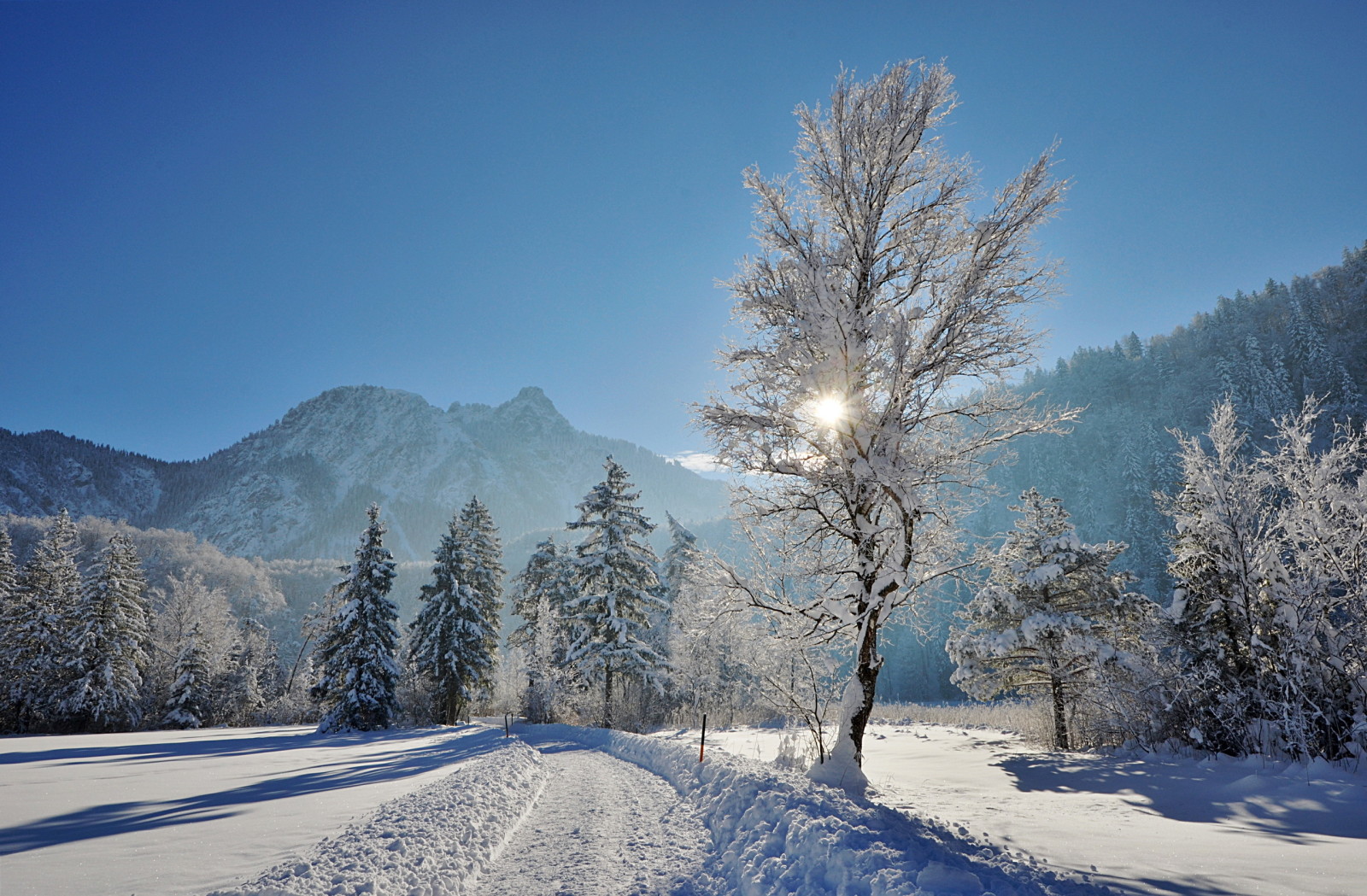 snow, nature, winter, trees