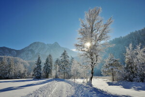 Natur, Schnee, Bäume, Winter