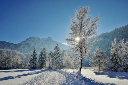 natuur, sneeuw, bomen, winter