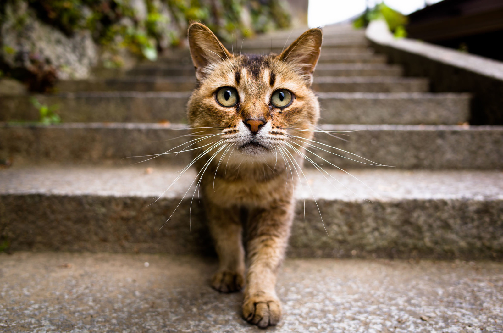 Mira, gato, doguillo, Kote