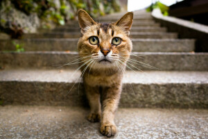 chat, Kote, Regardez, carlin