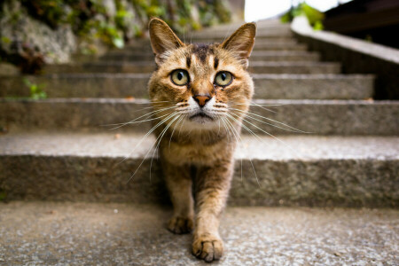 cat, Kote, look, pug