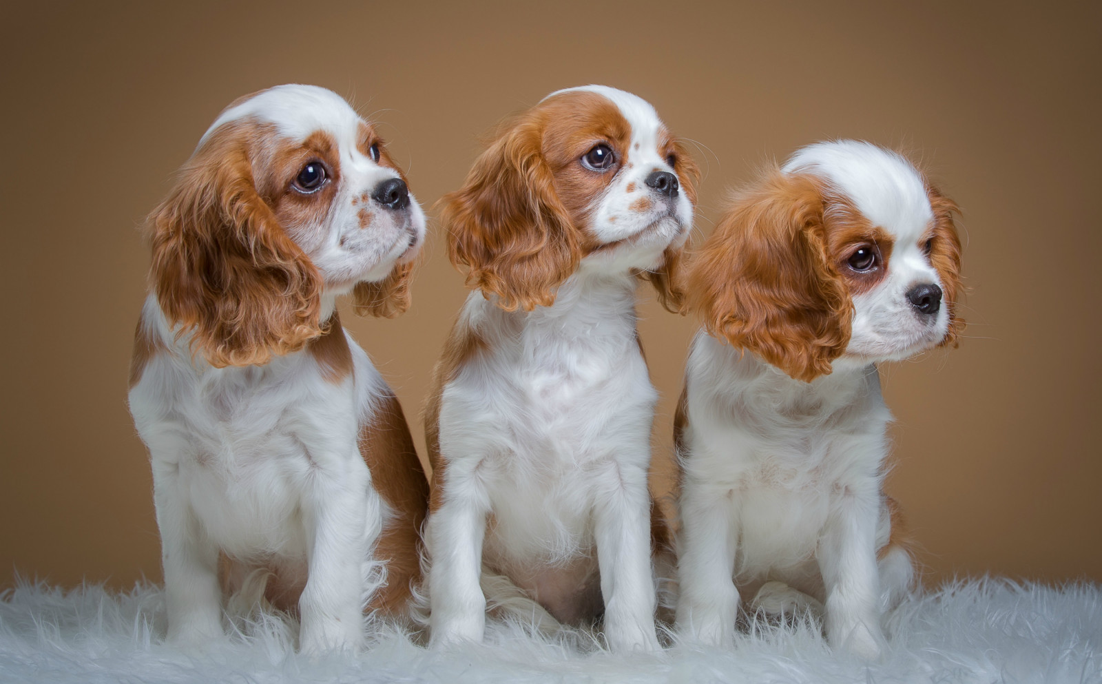 Trio, Welpen, entdeckt, Spaniels