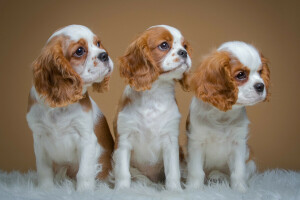 valper, spaniels, fikk øye på, trio