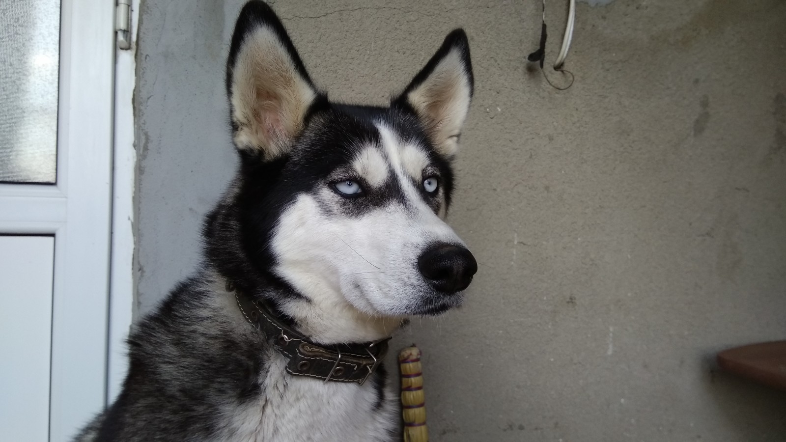 koira, siniset silmät, husky, Alice