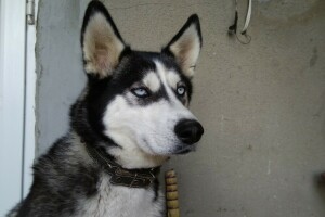 Alice, blue eyes, dog, husky