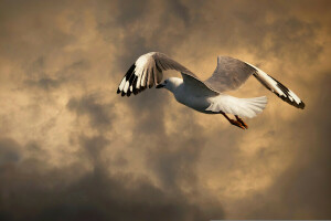 bird, clouds, in flight, Seagull, the sky