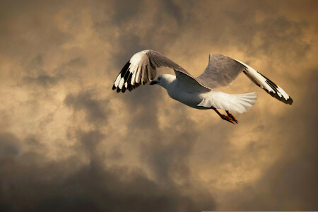 oiseau, des nuages, en vol, Mouette, Le ciel