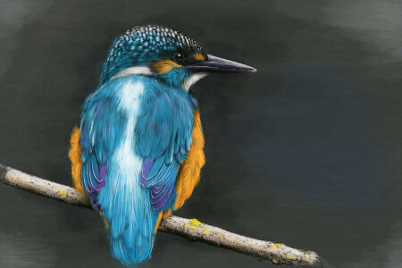 fugl, afdeling, Kingfisher