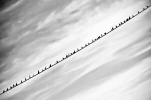 background, birds, the sky