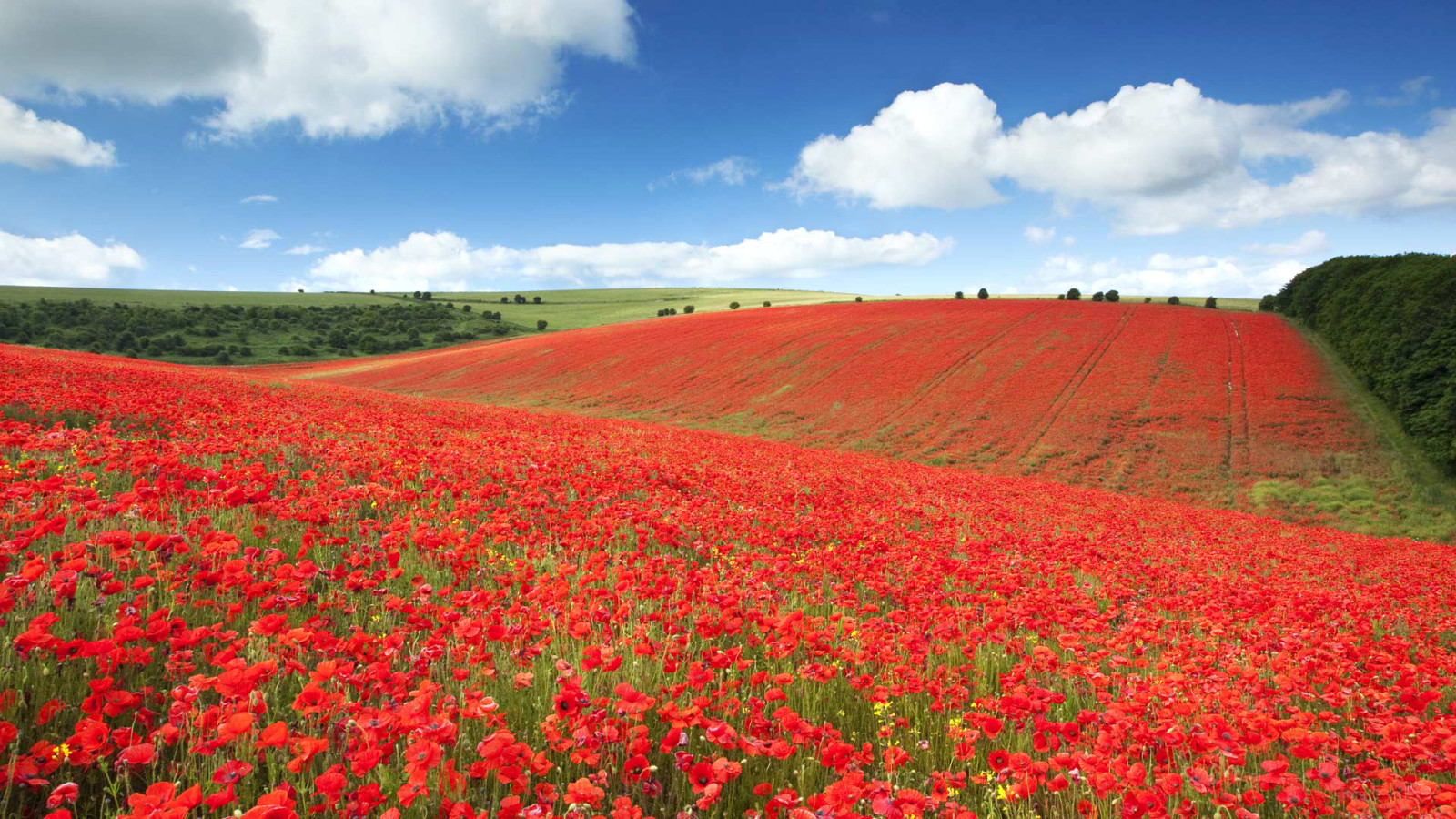 fält, blommor, England, äng, maki, Brighton