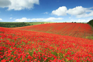 Brighton, Inglaterra, campo, flores, Maki, Prado