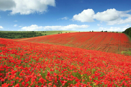 Brighton, England, field, flowers, Maki, meadow