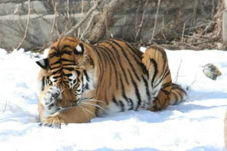 Amur, cat, snow, tiger