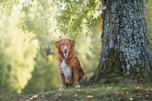 köpek, her biri, bak