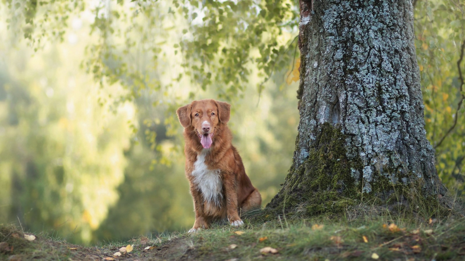 Guarda, cane, ogni