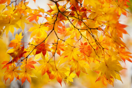 autumn, leaves, nature