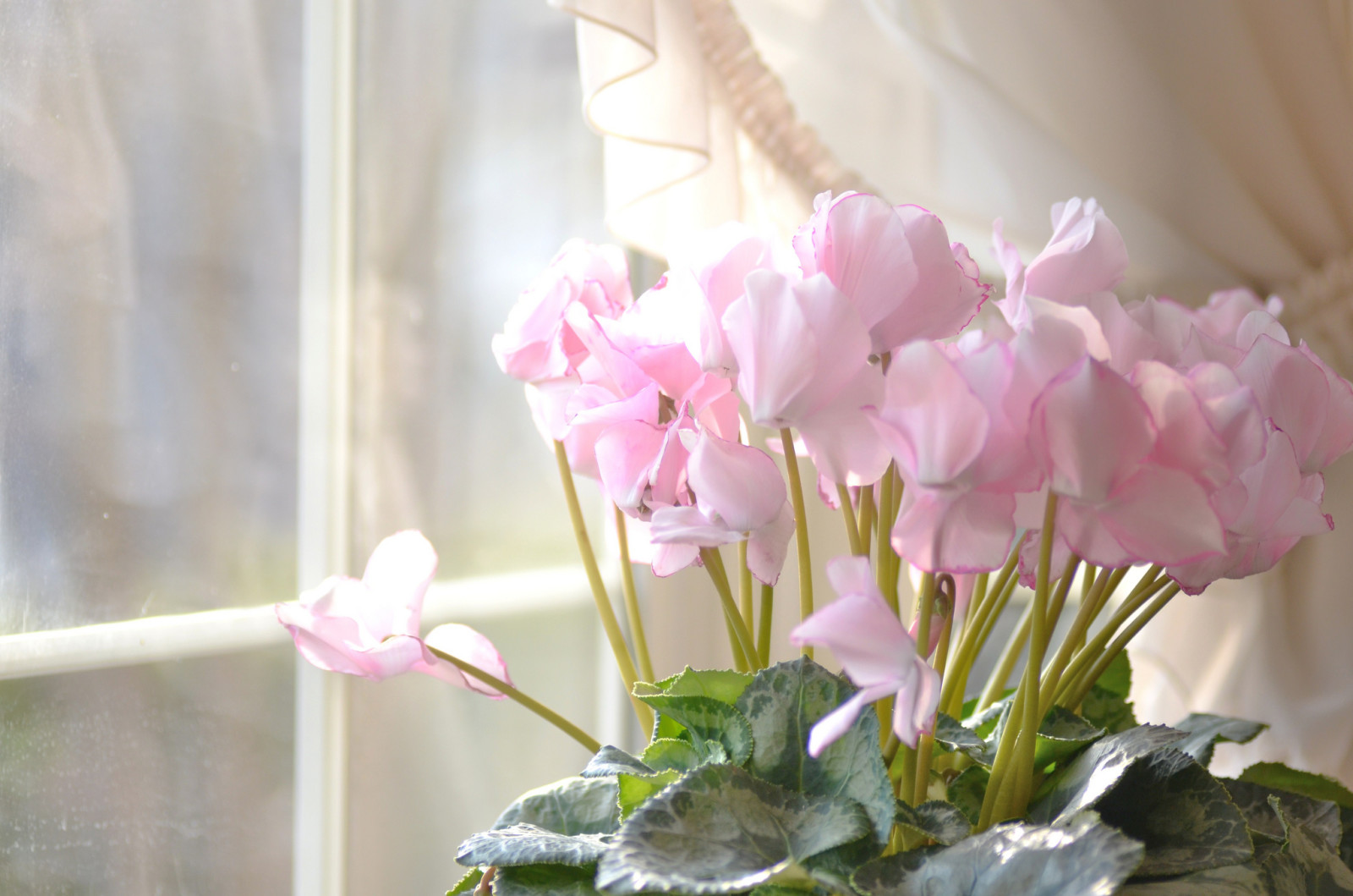 huis, roze, bloemen, venster, cyclamen