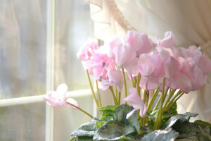 cyclamen, blomster, hus, rosa, vindu