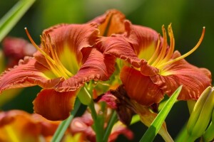 mini cuffie, Giglio, macro, petali