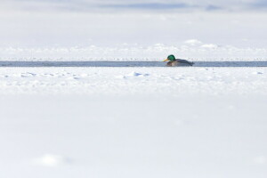 eend, rivier-, sneeuw